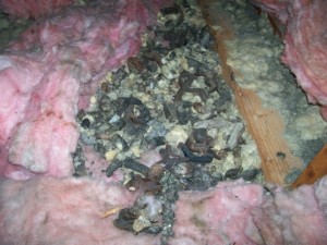 ANIMAL%20DROPPINGS%20IN%20ATTIC